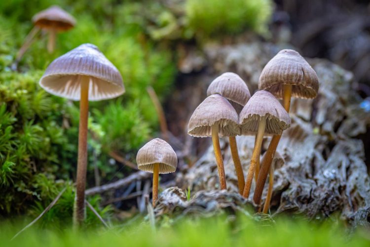 Estudo sugere que Cogumelos Magicos podem ser eficazes como antidepressivos