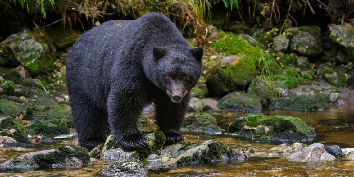 Família infectada com vermes cerebrais após comer carne de urso mal cozida, diz CDC