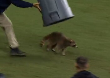 Pitch-invading raccoon is captured with bin during USA football match