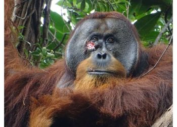 Orangotango visto tratando feridas com medicina tradicional pela primeira vez para animais selvagens