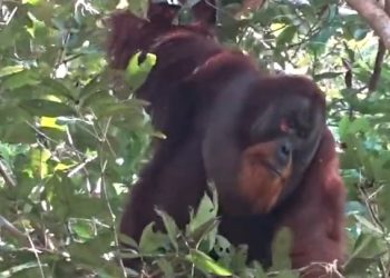 Orangutan seen treating wound with pain-relieving plant in first for wild animals