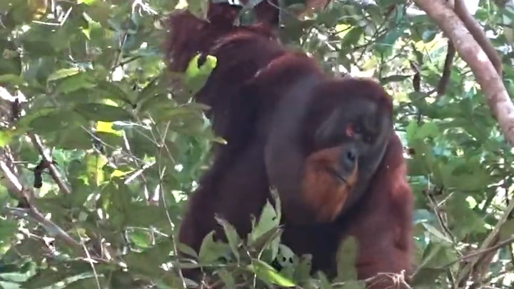 Orangotango e filmado cuidando de feridas com planta analgesica em