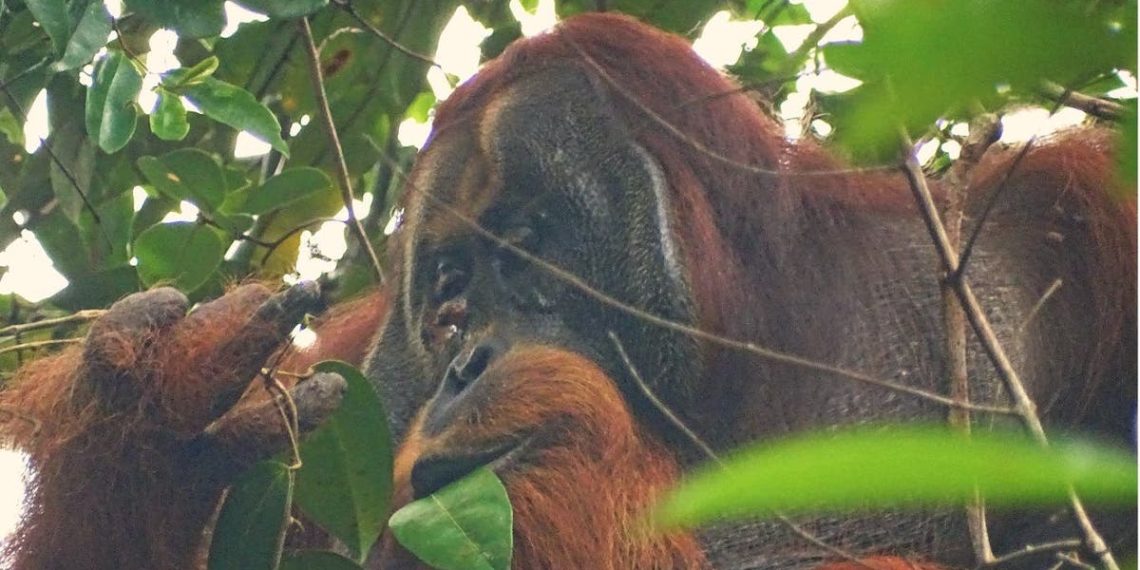 Orangotango selvagem é observado tratando feridas com planta medicinal pela primeira vez