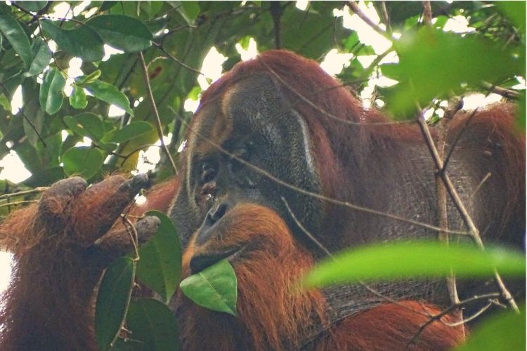 Orangotango selvagem e visto usando planta medicinal para tratar feridas