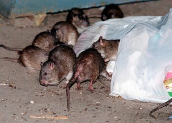 Prefeito de Nova York, Eric Adams, anuncia primeira 'cúpula de ratos urbanos'