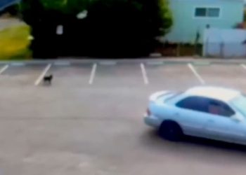 Vídeo comovente mostra cachorrinho abandonado perseguindo o carro dos donos após ser abandonado