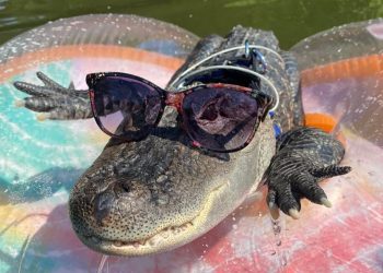 Wally, o crocodilo de apoio emocional roubado durante uma viagem de férias na Geórgia, foi solto no pântano