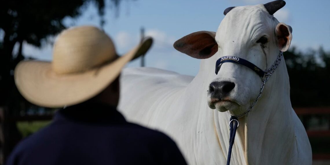 A vaca mais cara do mundo foi vendida por milhões – guarda-costas não incluído