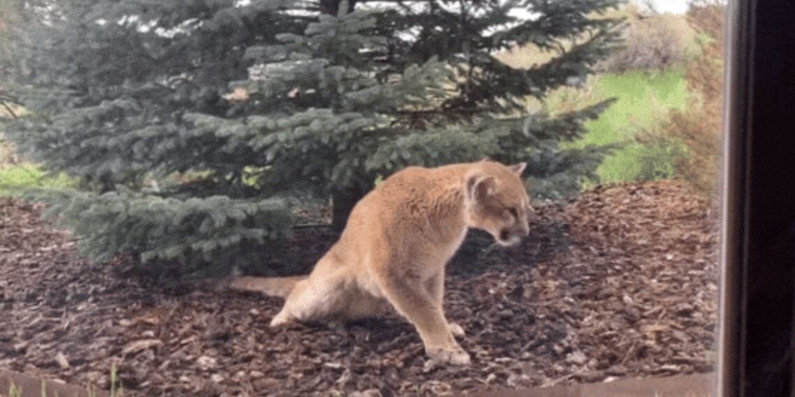 Novo vírus que causa 'doença assustadora' descoberto nos EUA - e pode matar gatos de estimação e aqueles na natureza