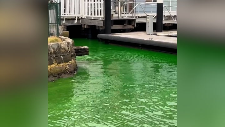 Sydney Harbour water bright green after dye leak