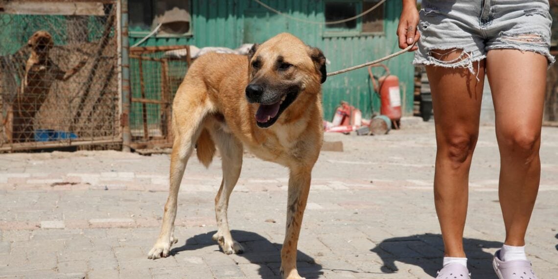 Demanda estrangeira para adotar cães vadios da Turquia aumenta após nova lei