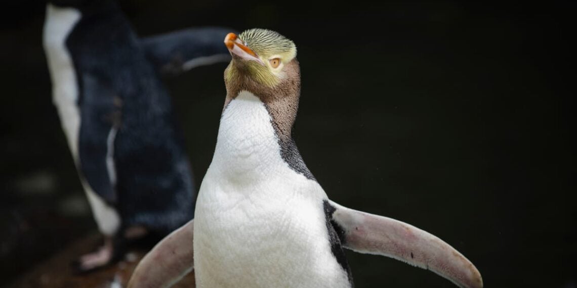 Pinguim raro e fedorento ganha prêmio de ave do ano na Nova Zelândia após campanha acirrada