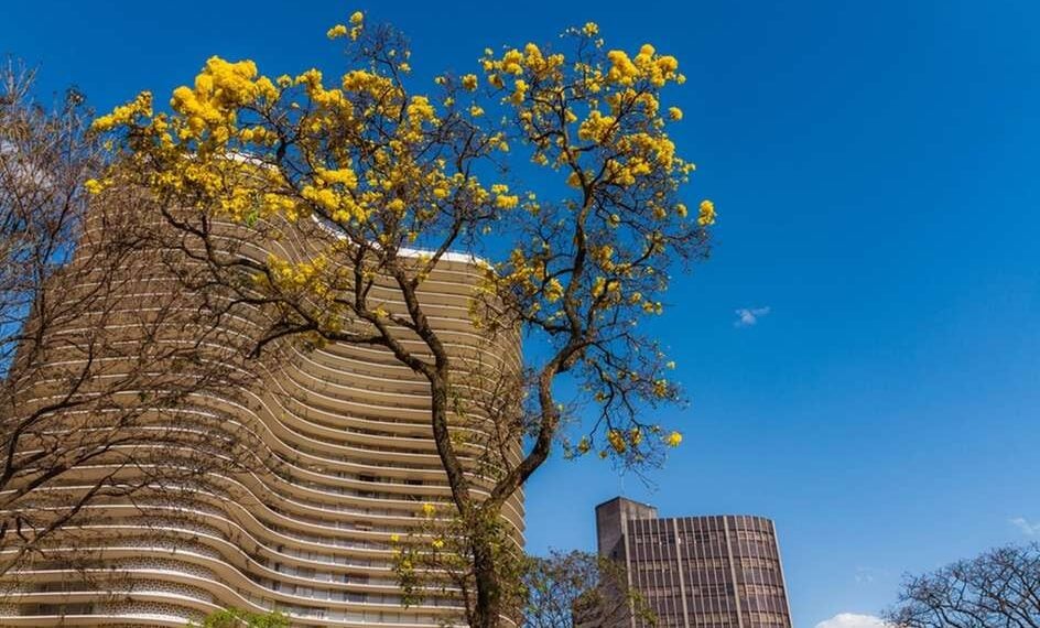 Primavera 2024, a estação das flores, inicia neste domingo (22); saiba como ficará cada região - Diário do Nordeste