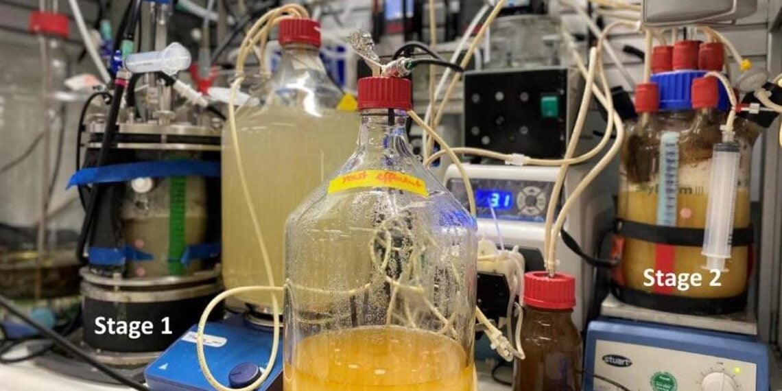 Como os pesquisadores estão transformando dióxido de carbono em proteínas e vitaminas