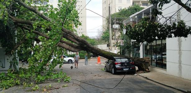 Chuva: cidade de SP tem 173 semáforos apagados e 386 árvores caídas - UOL Confere