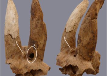 Arqueólogos ficam perplexos ao encontrar chifres de ovelha estranhamente modificados no antigo Egito