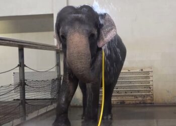 Cientistas ficam surpresos quando elefante do zoológico usa mangueira de água para tomar banho