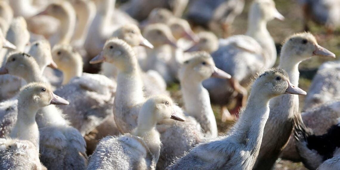 Cinco milhões de doses de vacina contra a gripe aviária compradas pelo Reino Unido para se preparar para a pandemia