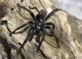 Cientistas chamam nova espécie de aranha ‘excepcionalmente grande’ na Austrália de ‘Big Boy’