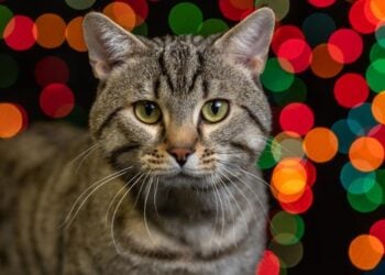 Arqueólogos descobrem fóssil do menor gato do mundo