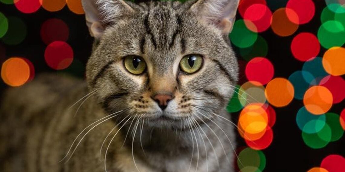 Fóssil do menor gato do mundo descoberto por arqueólogos